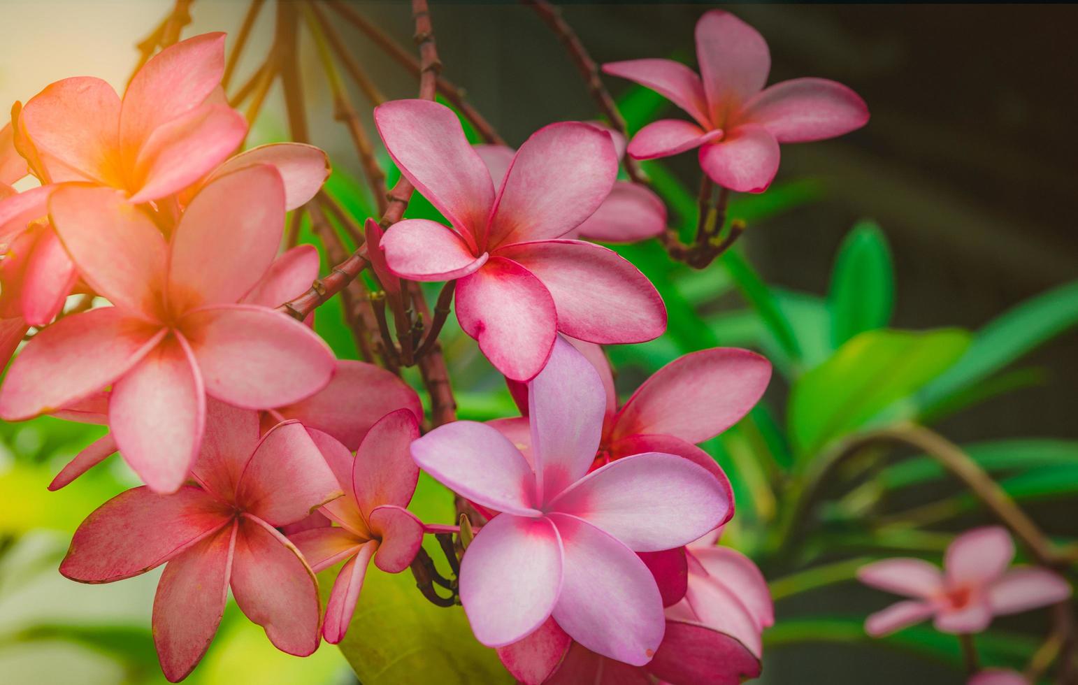 Frangipani flower Plumeria alba with green leaves on blurred background. Pink flowers. Health and spa background. Summer spa concept. Relax emotion. Pink flower blooming in tropical garden. photo