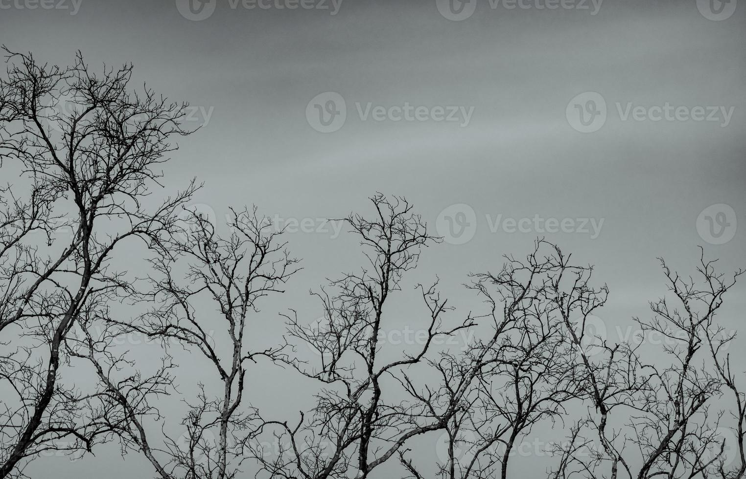 Bare tree on gray sky background. Silhouette dead tree. Background for dead, lonely, hopeless, and sad. Beauty pattern of tree branches. Fragility and uncertainty of life concept. Peaceful death. photo