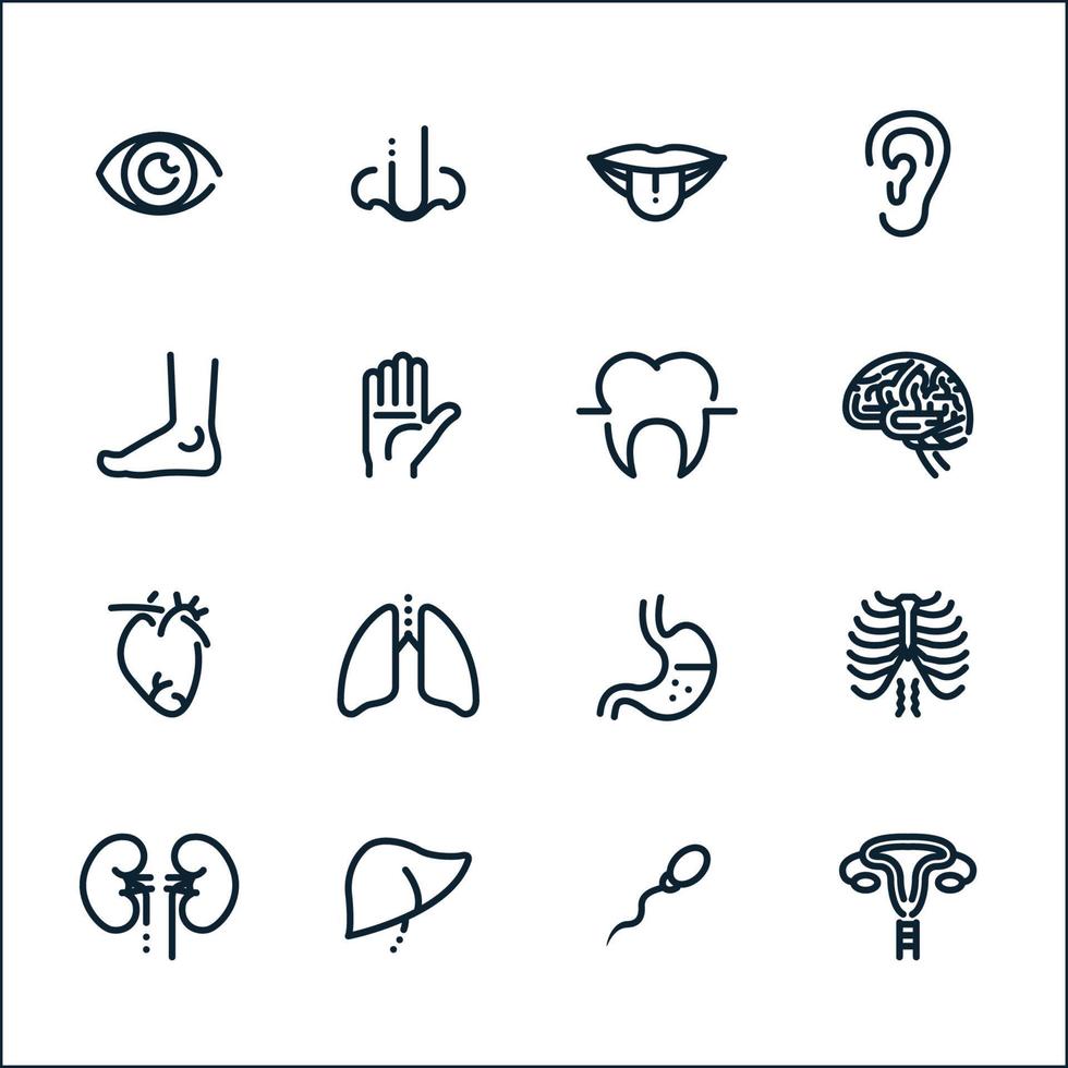 Human Anatomy icons with White Background vector