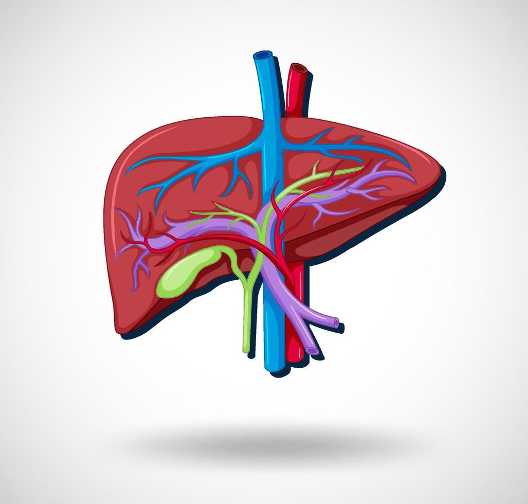 Human internal organ with liver vector