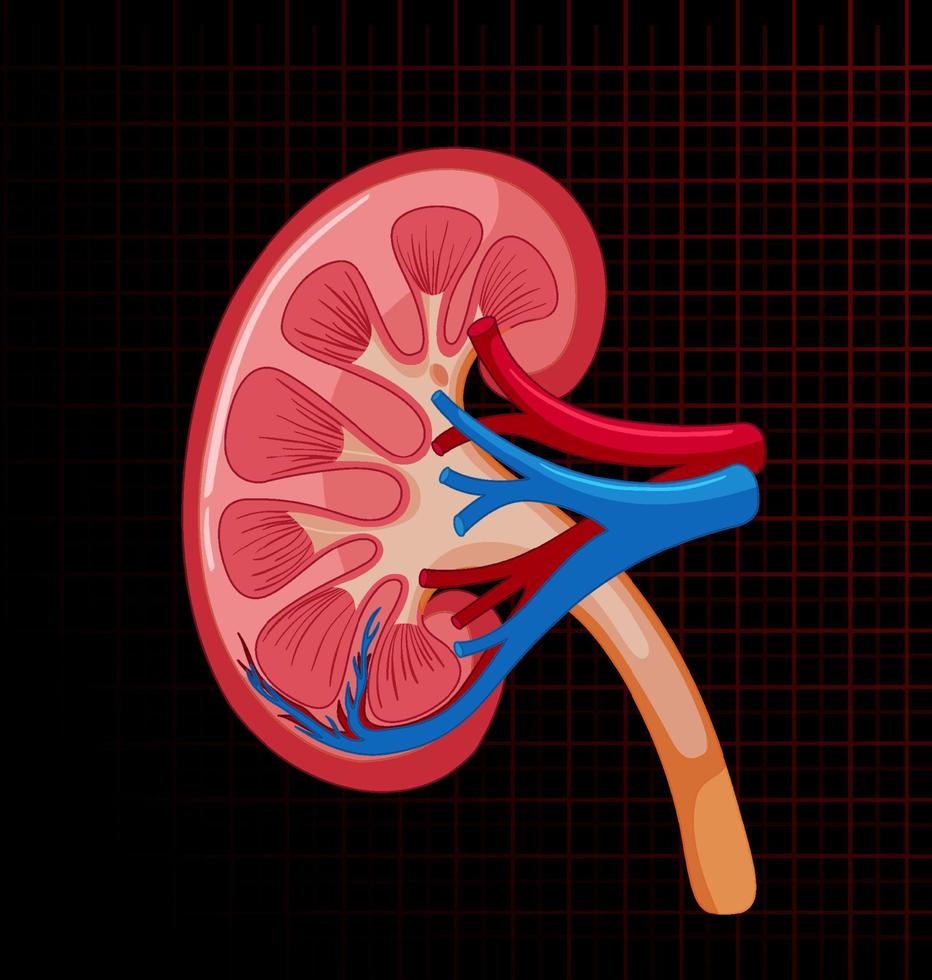 Human internal organ with kidney vector