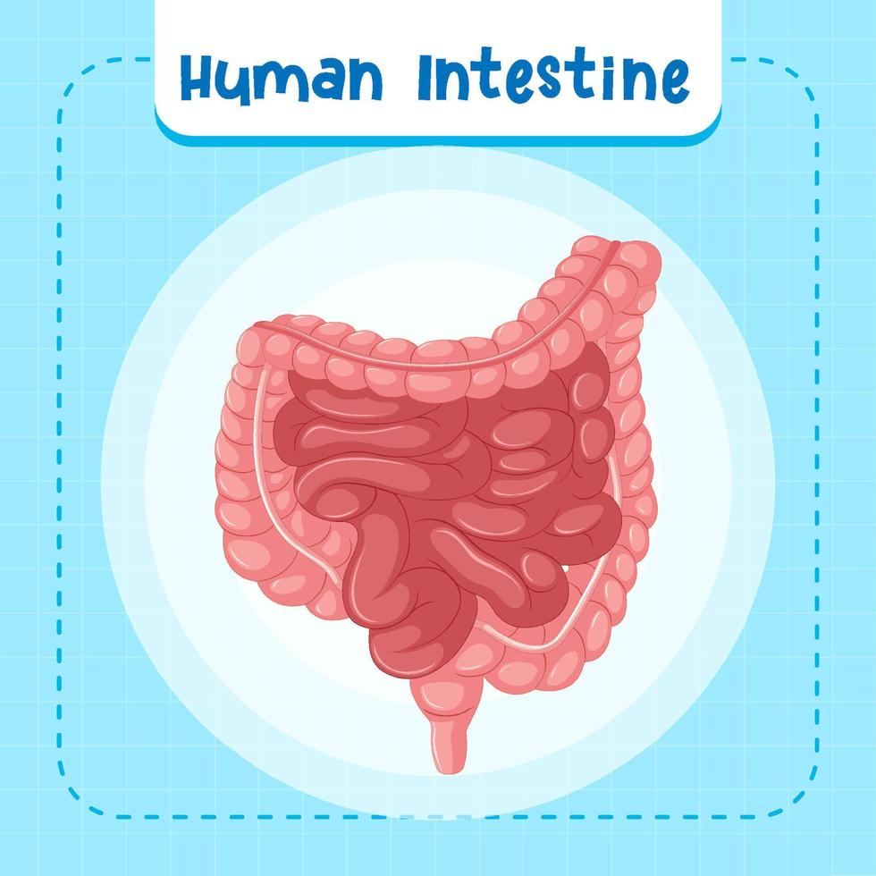 Human internal organ with intestine vector