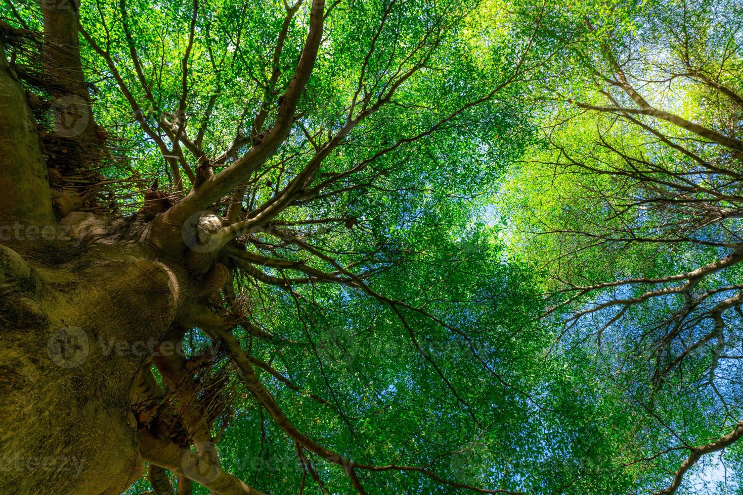 vista inferior del tronco del árbol a las hojas verdes de un gran árbol en el bosque tropical con luz solar. ambiente fresco en el parque. la planta verde da oxígeno en el jardín de verano. árbol forestal con hojas pequeñas en un día soleado. foto