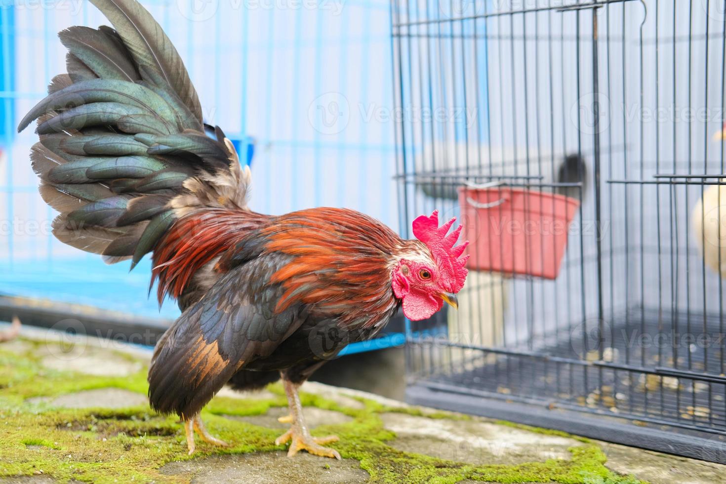 Decorative rooster in the yard photo