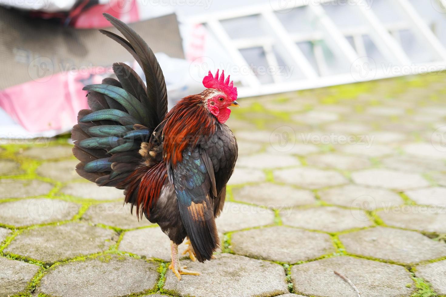 gallo decorativo en el patio foto