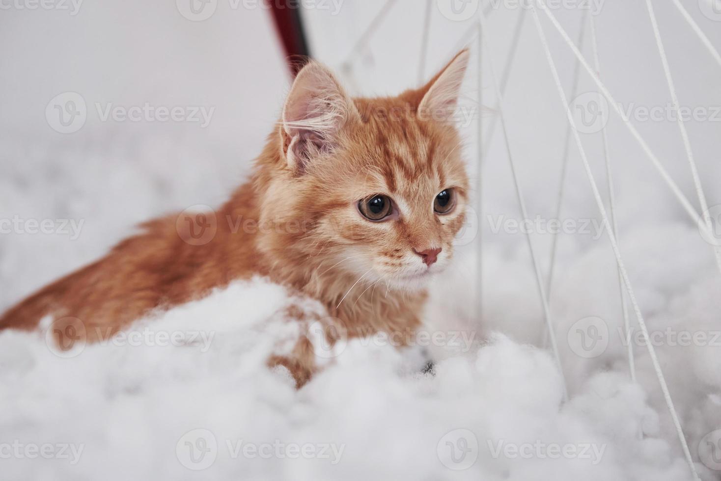 Close up view of cute cat on the fluffy white bed. Lovely nice pet photo