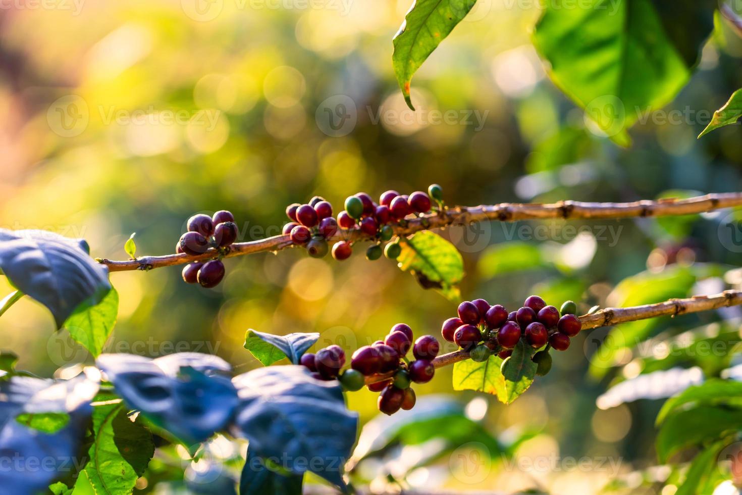 Coffee beans on tree at the mountain in farm northern Thailand. photo