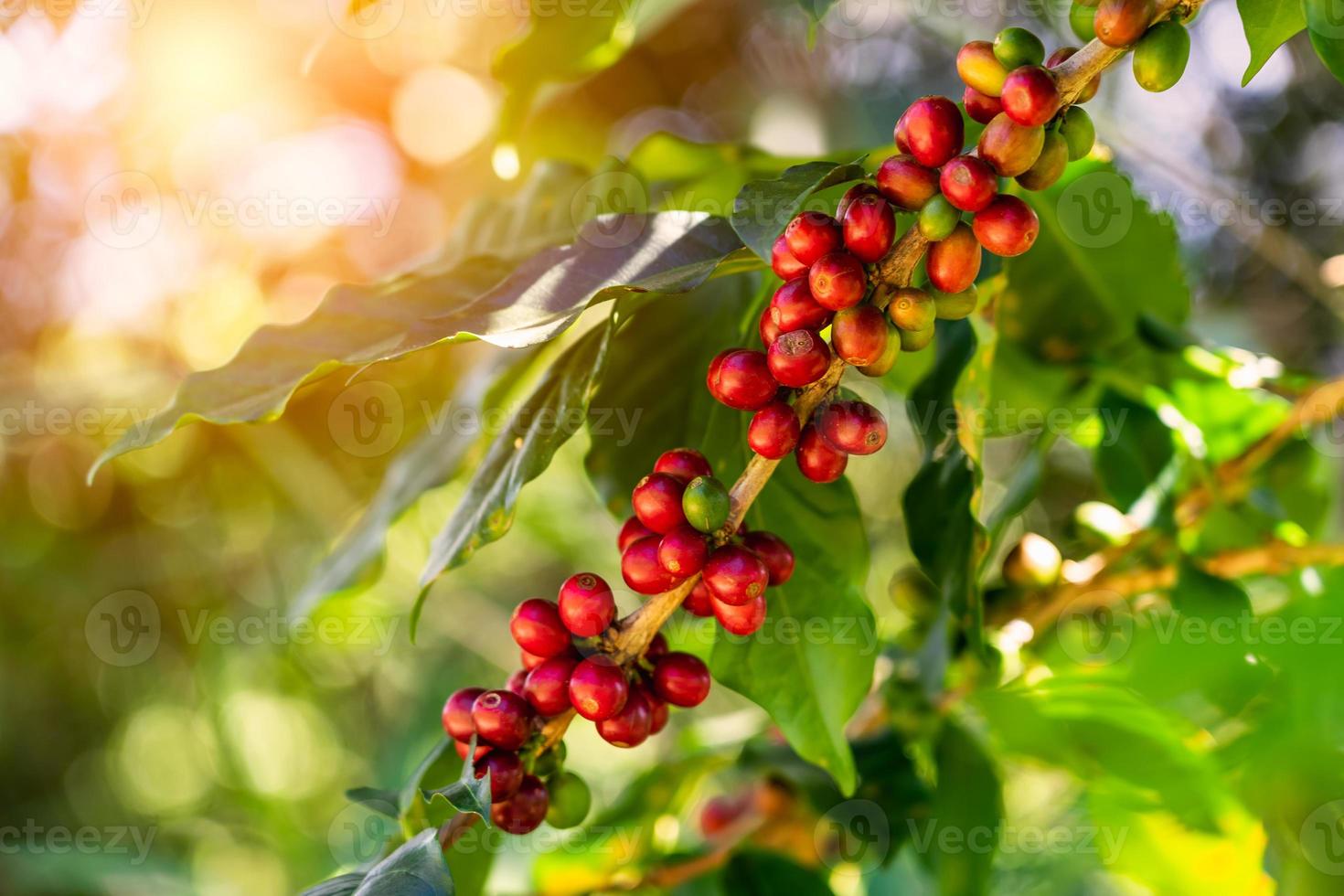 Coffee beans on tree at the mountain in farm northern Thailand. photo