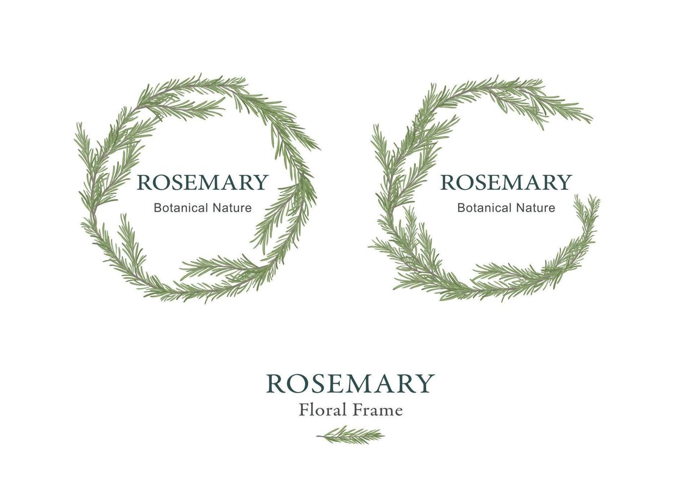 Hand drawn rosemary floral frame background vector