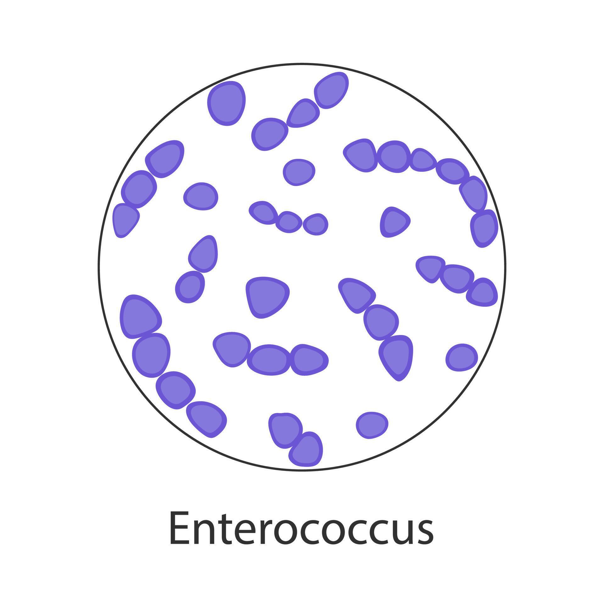 Enterococcus faecalis. Pathogenic flora. The bacterium causes intestinal diseases. Infographics