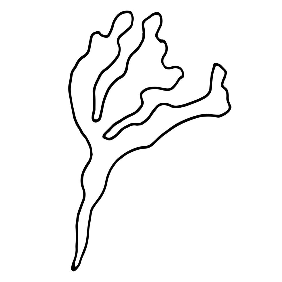 Algae contour, hand drawn vector drawing