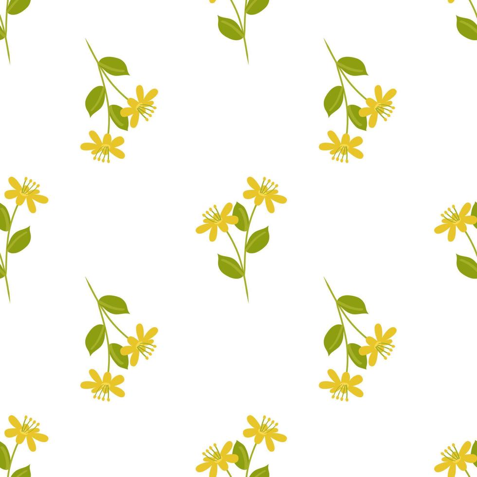 patrón amarillo transparente con st. Flores de la planta de la hierba de San Juan. ilustración vectorial botánica. fondo vectorial para imprimir en papel o tela, decoración de diseño vector