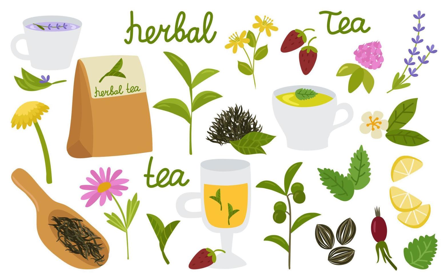 Natural herbal tea set of elements. Leaves and twigs, flowers, clover, rosehip, strawberry, lemon, mint, lavender. Mugs with a drink. Collection for the design and decoration of products. vector