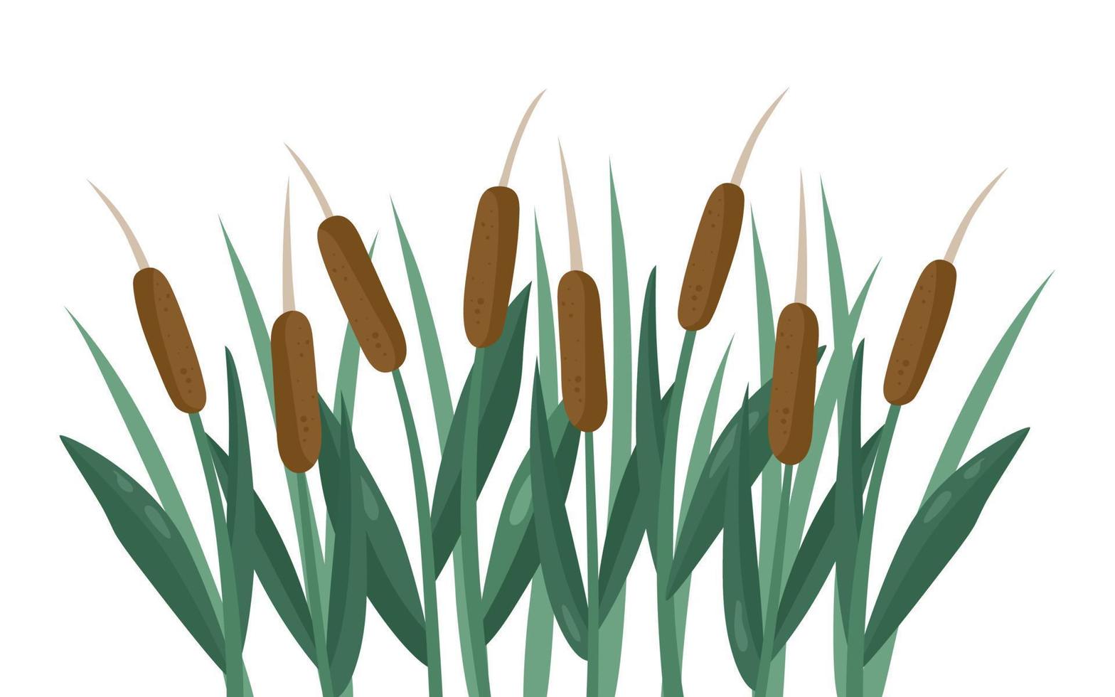 Reed group is an aquatic plant on a tall stem with beautiful velvet inflorescences, brown in color. Vector illustration of a landscape for the background.