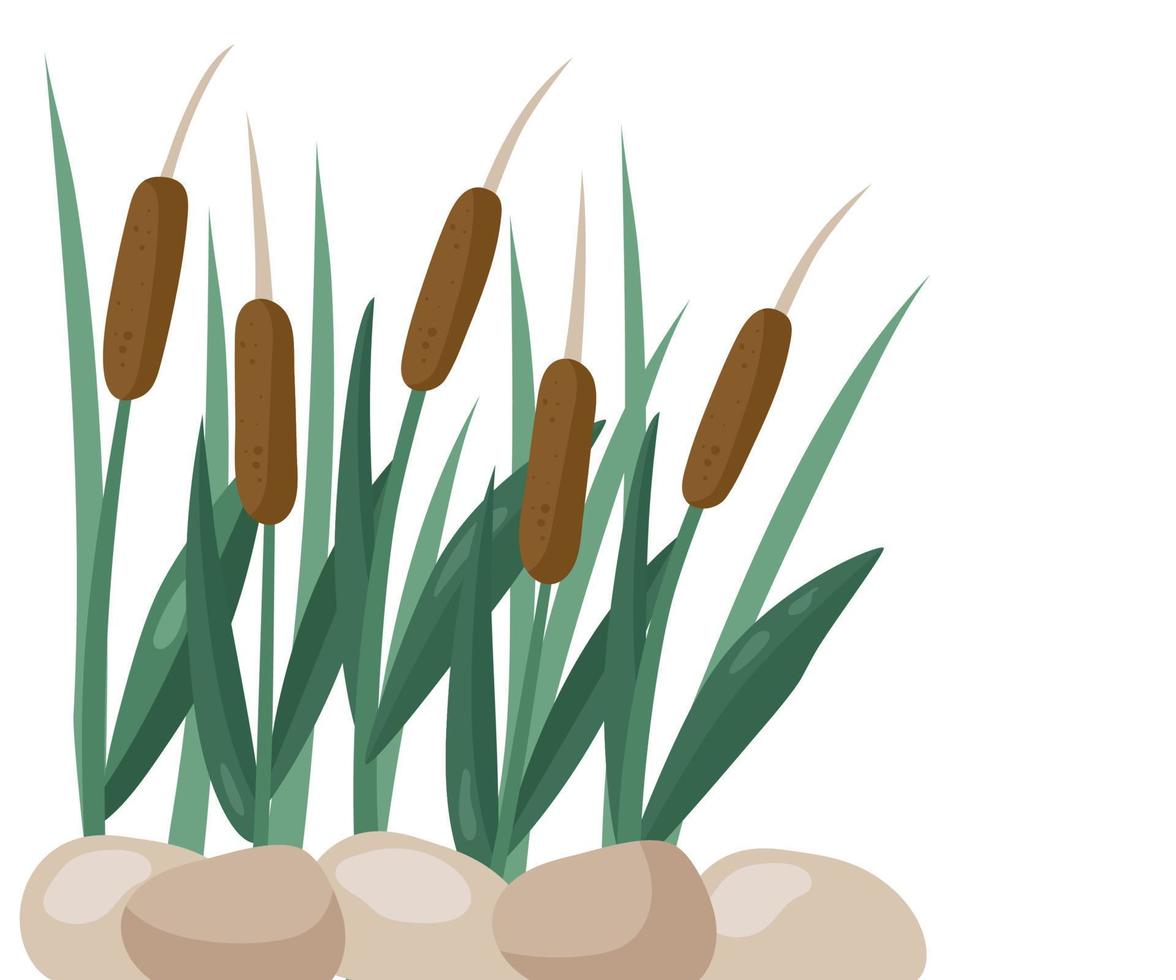 Reed is an aquatic plant on a tall stem with beautiful velvet inflorescences of ears, brown color and stones. Vector illustration of a landscape for the background.
