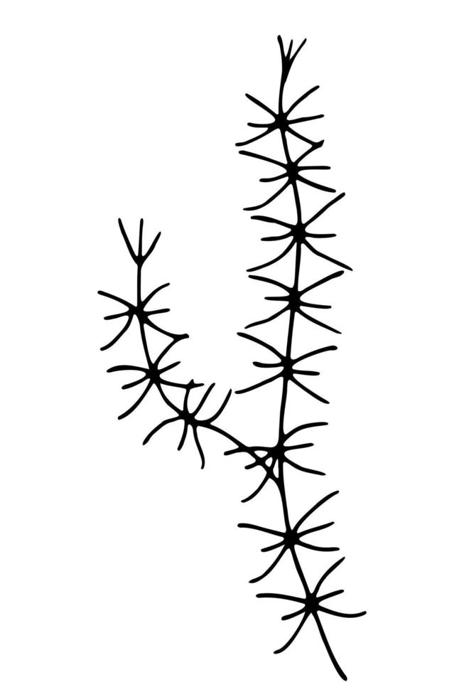 Algae contour, hand drawn vector drawing
