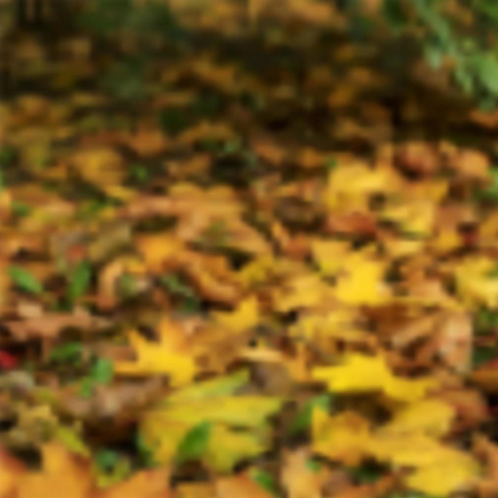 Defocused fallen colorful leaves. Unfocused blur vector illustration. Close-up of the foliage. Bright fall theme background.
