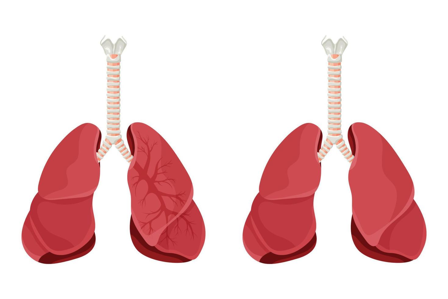 Diagram of human lungs and trachea, respiratory system, healthy lungs icon. Vector illustration isolated on a white background.