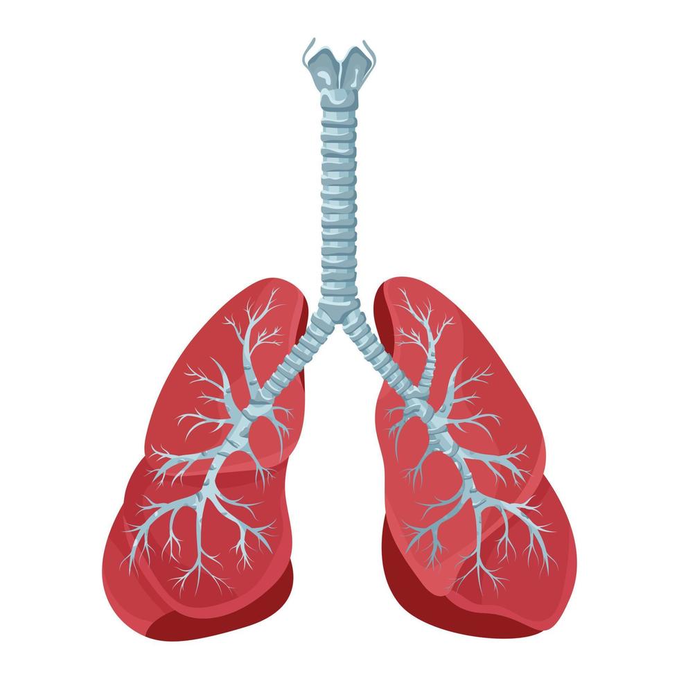 Diagram of human lungs and trachea, respiratory system, healthy lungs icon. Vector illustration isolated on a white background.