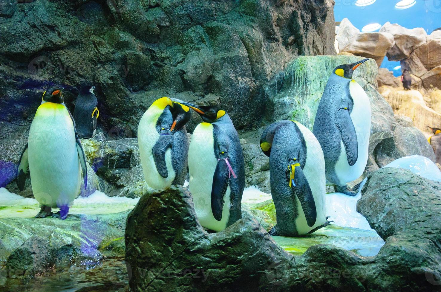 Big King penguins in Loro Parque, Tenerife, Canary Islands. photo