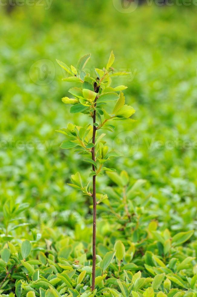 rama joven con hojas de un arbusto en fulda, hessen, alemania foto