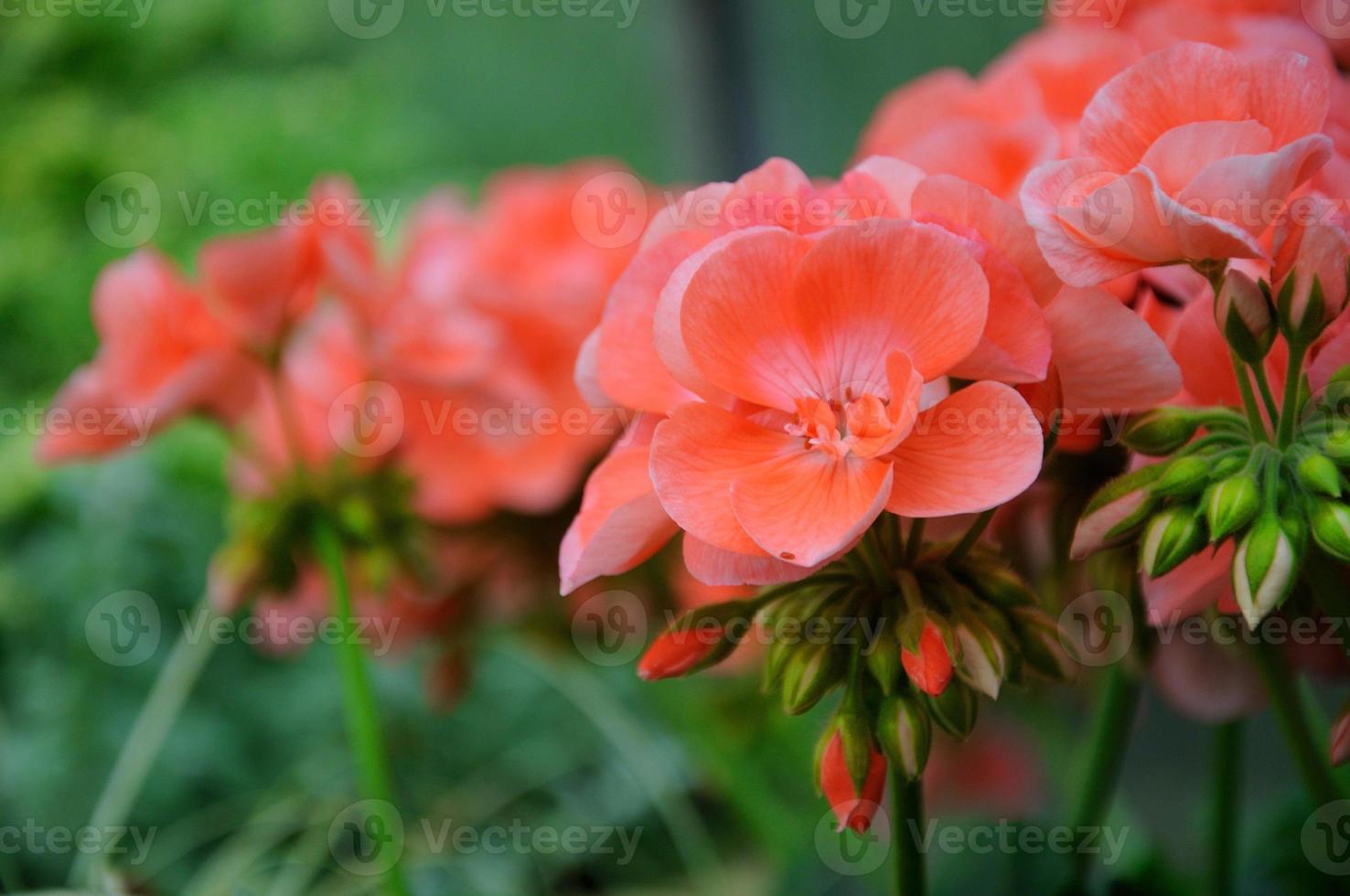Pink flowers in closeup in Palmen Garten, Frankfurt am Main, Hessen, Germany photo