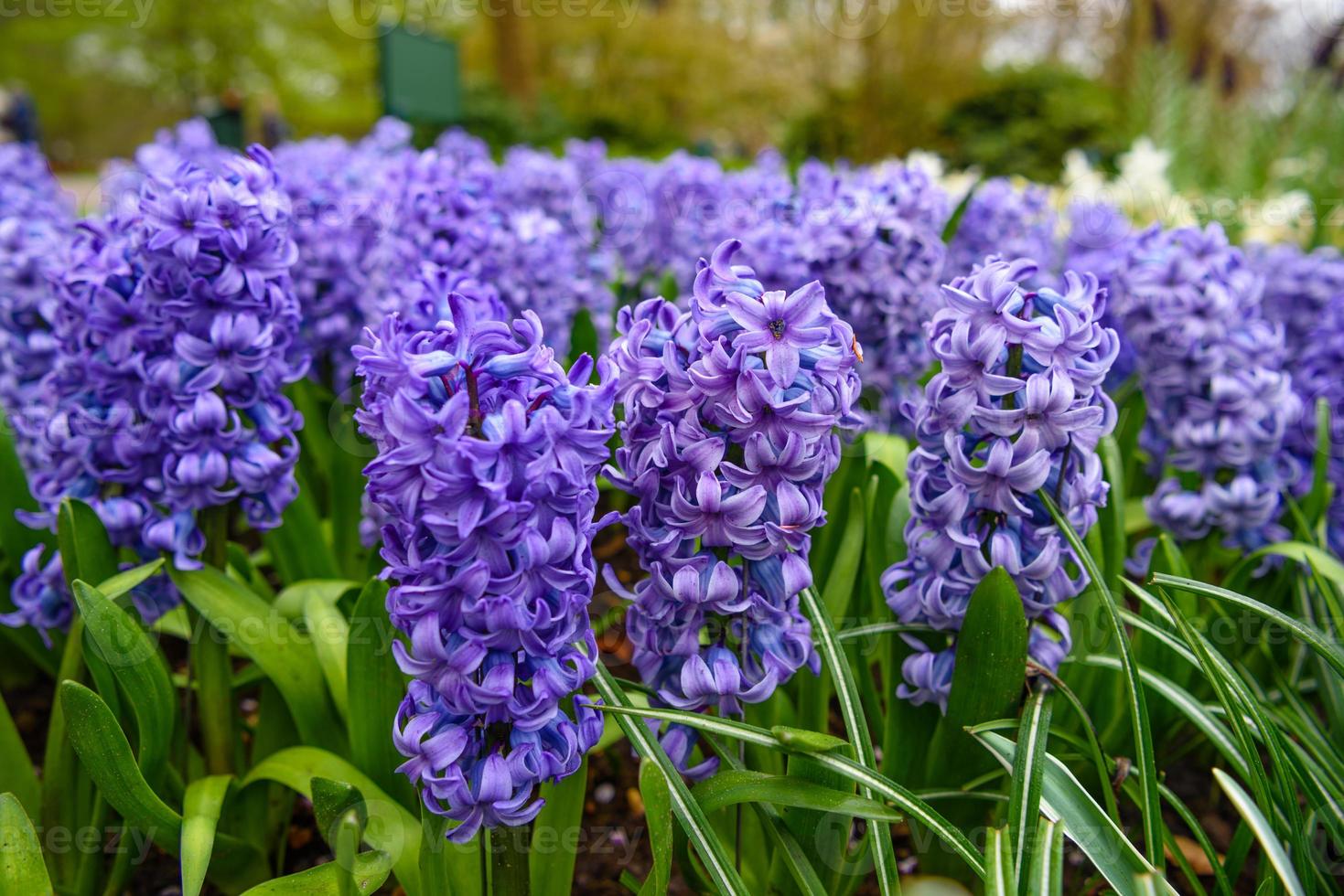 Fresh early spring hyacinth bulbs, grown in Land garden , gladiolus and hyacinth. Flowerbed with hyacinths in Keukenhof park, Lisse, Holland, Netherlands photo