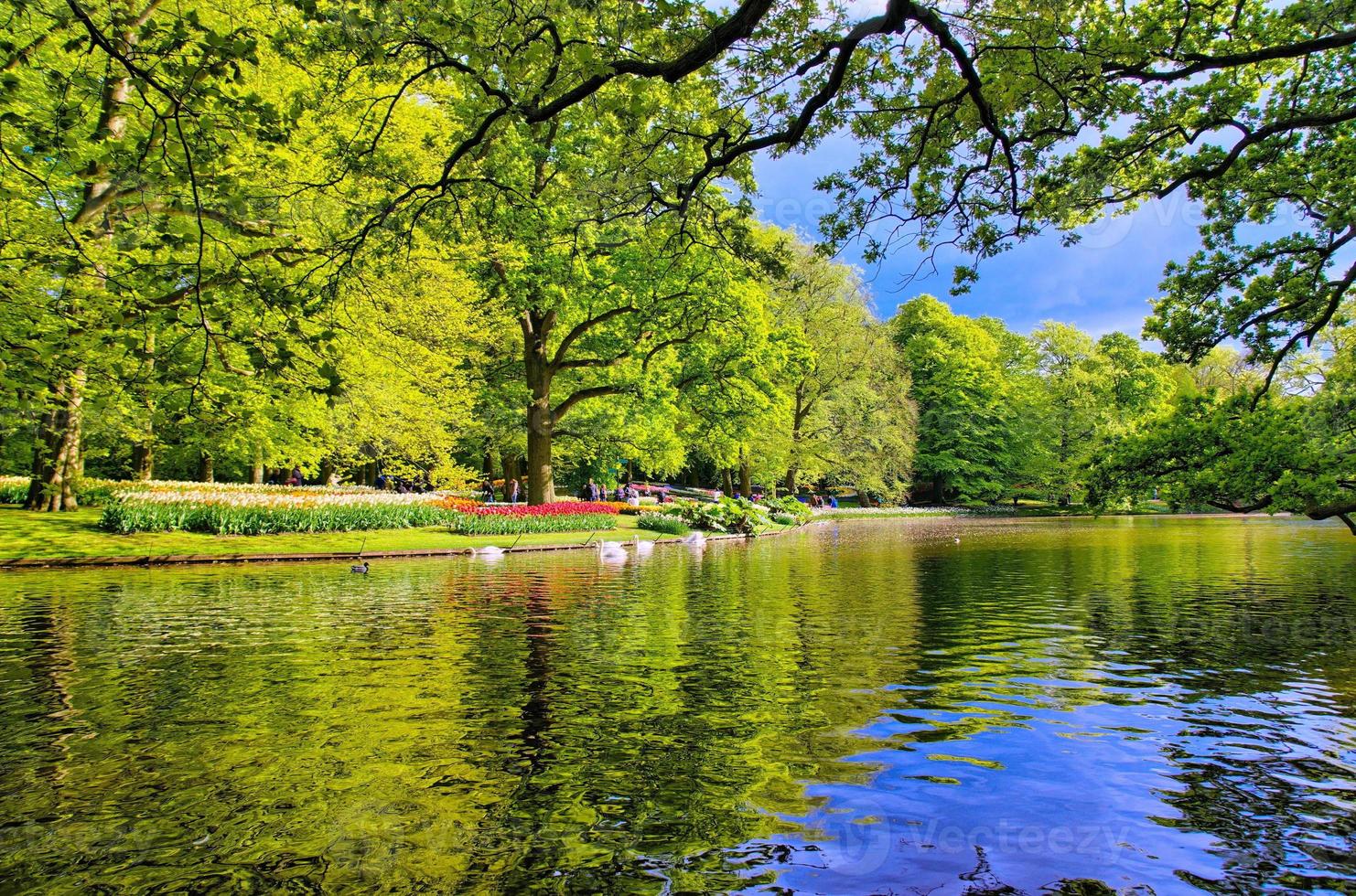 lago con hermosos cisnes blancos en el parque keukenhof, lisse, holanda foto