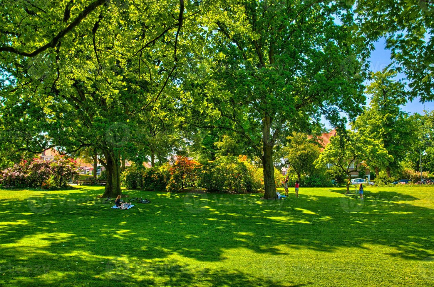 Green grass in a sunny park in Begren op Zoom, Holland, Netherla photo