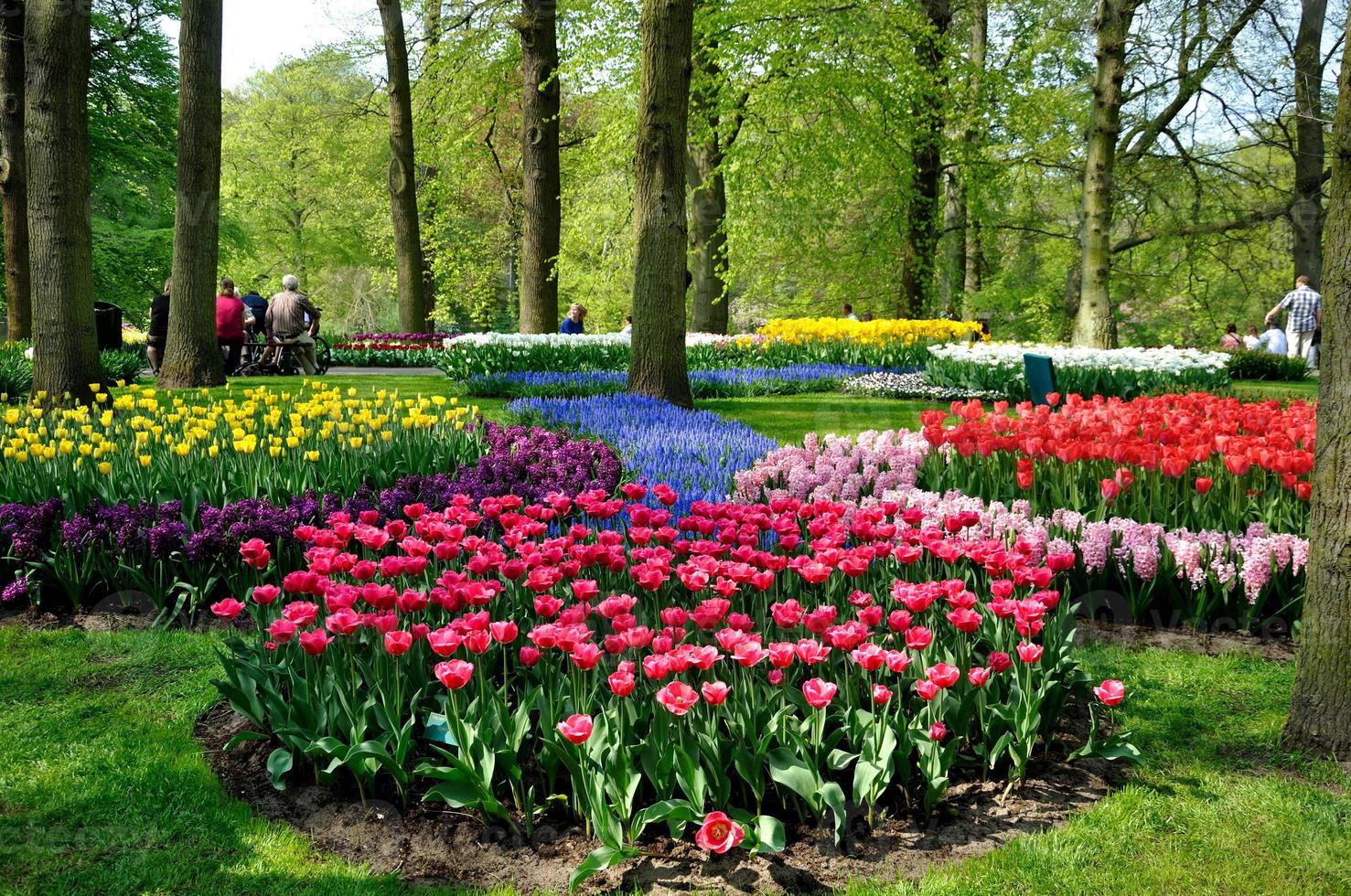 Purple, yellow, blue, pink and white tulips in Keukenhof park in Holland photo