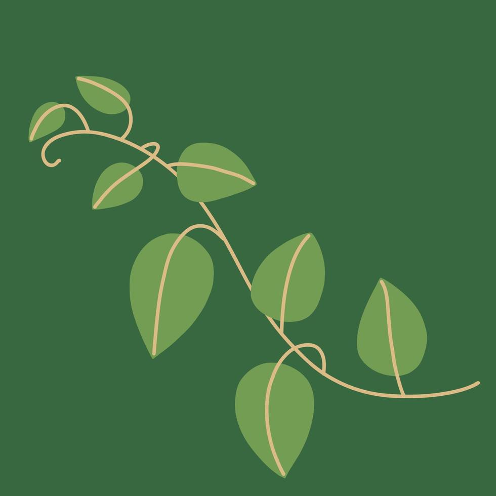 Simplicity ivy freehand drawing flat design. vector