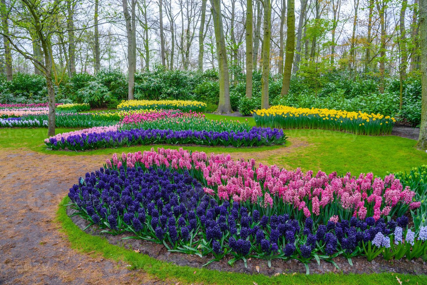 Fresh early spring pink, purple, white hyacinth bulbs. Flowerbed with hyacinths in Keukenhof park, Lisse, Holland, Netherlands photo