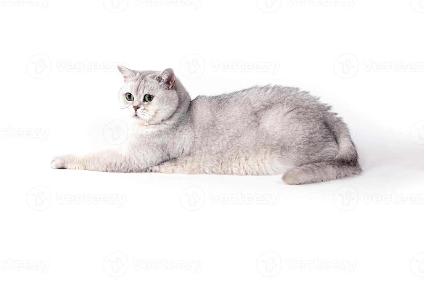 gato ahumado lorthair británico aislado en blanco acostado relajado foto