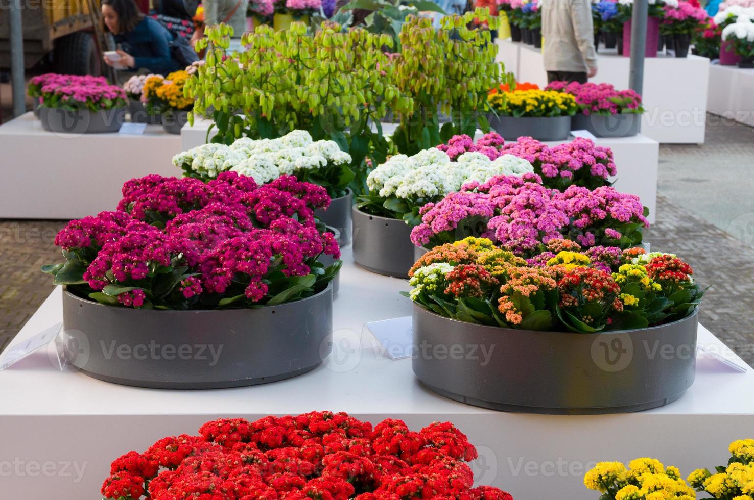 kalanchoe rosa, naranja y amarillo floreciente, parque keukenhof, lisse en holanda foto