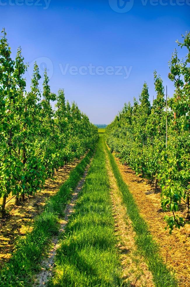 Rows of young apple trees in Belgium countryside, Benelux, HDR photo
