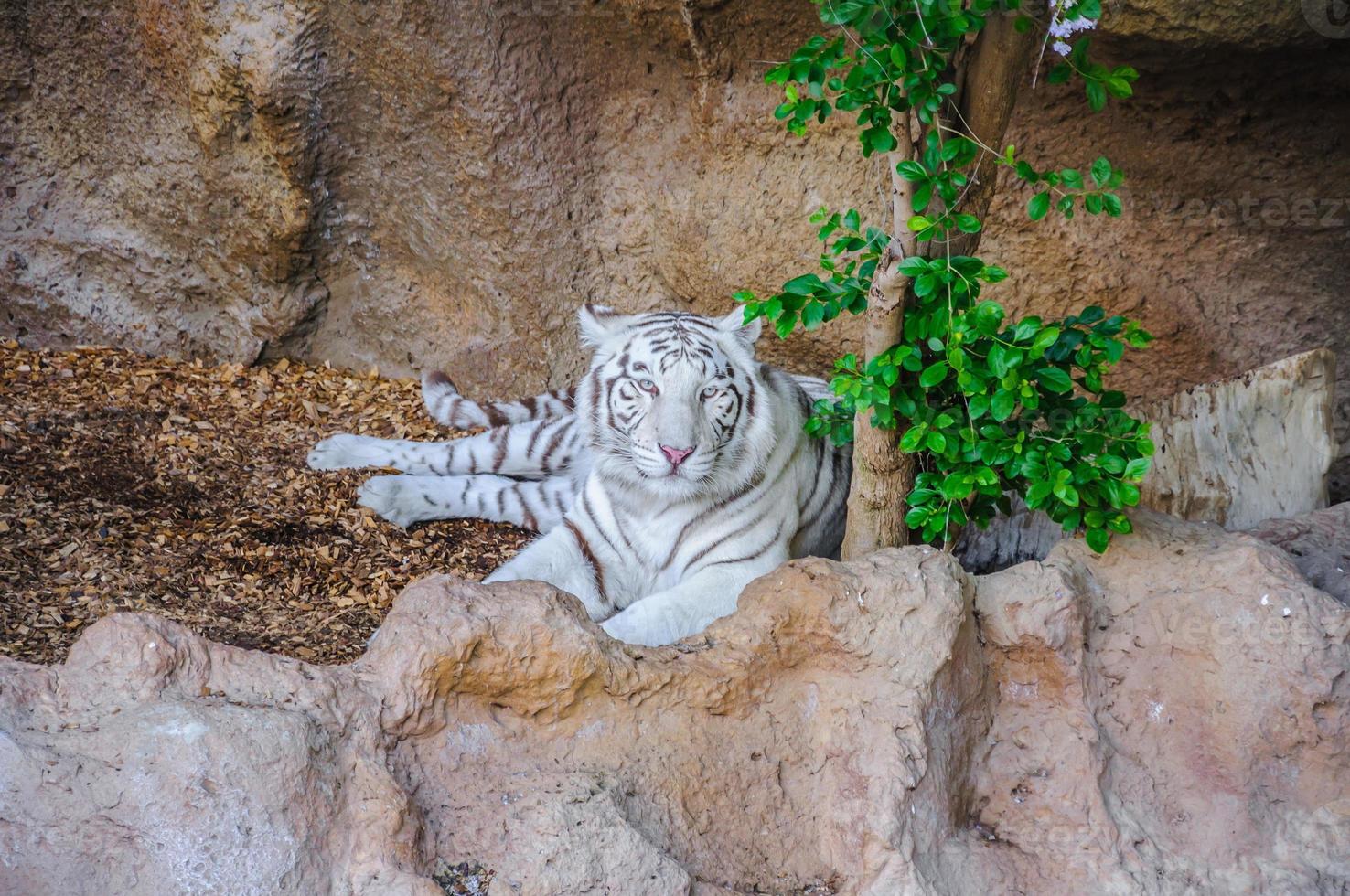 Bengal white tiger in Loro Parque, Tenerife, Canary Islands. photo