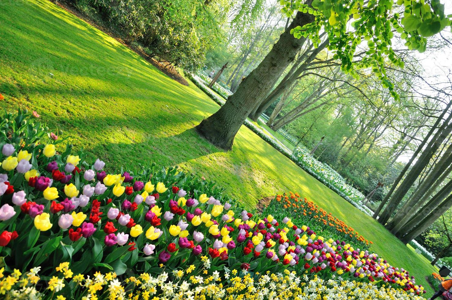 Red, yellow, pink, purple and white tulips in the shadows under the tree in Keukenhof park in Holland photo