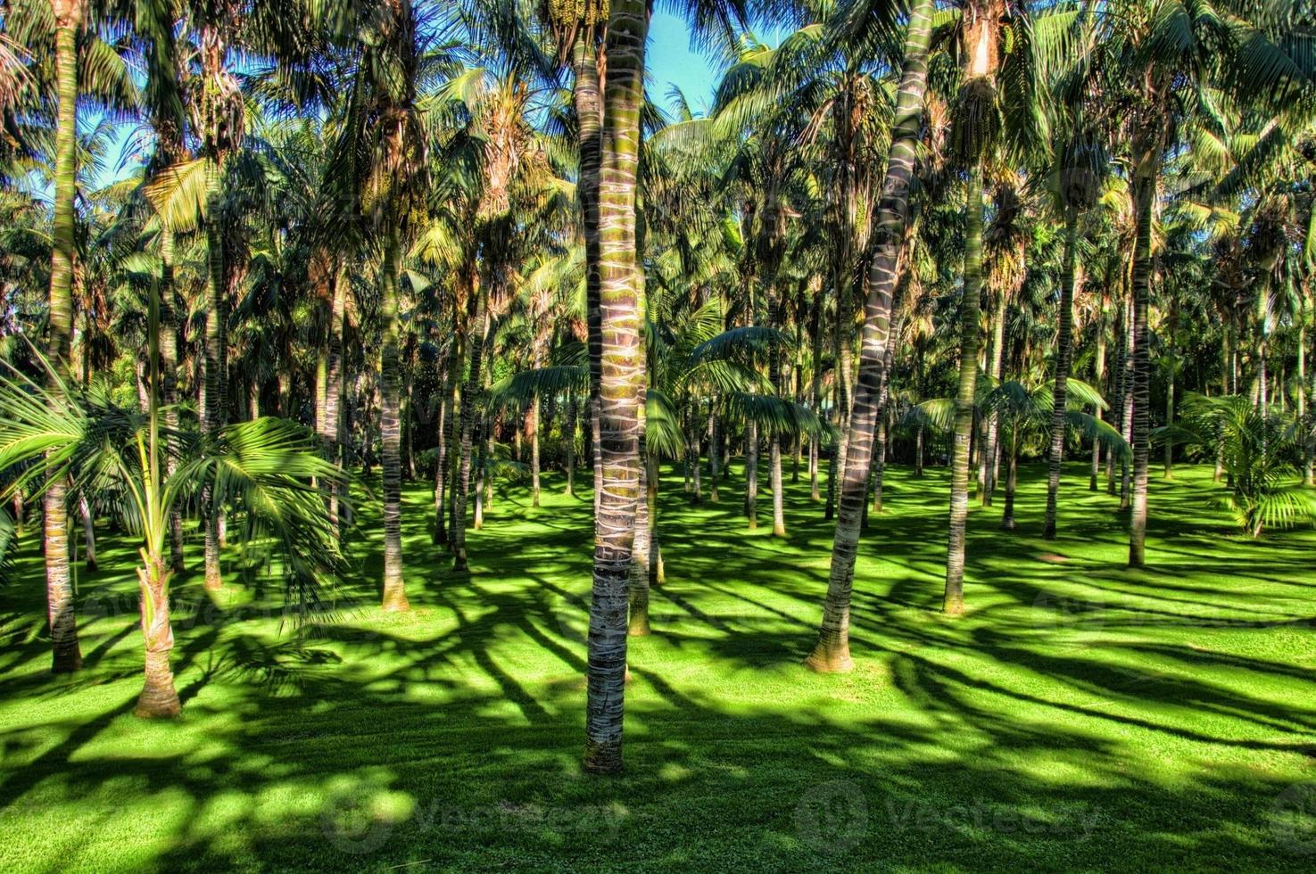 Palms in the jungles, Tenerife, Canarian Islands photo