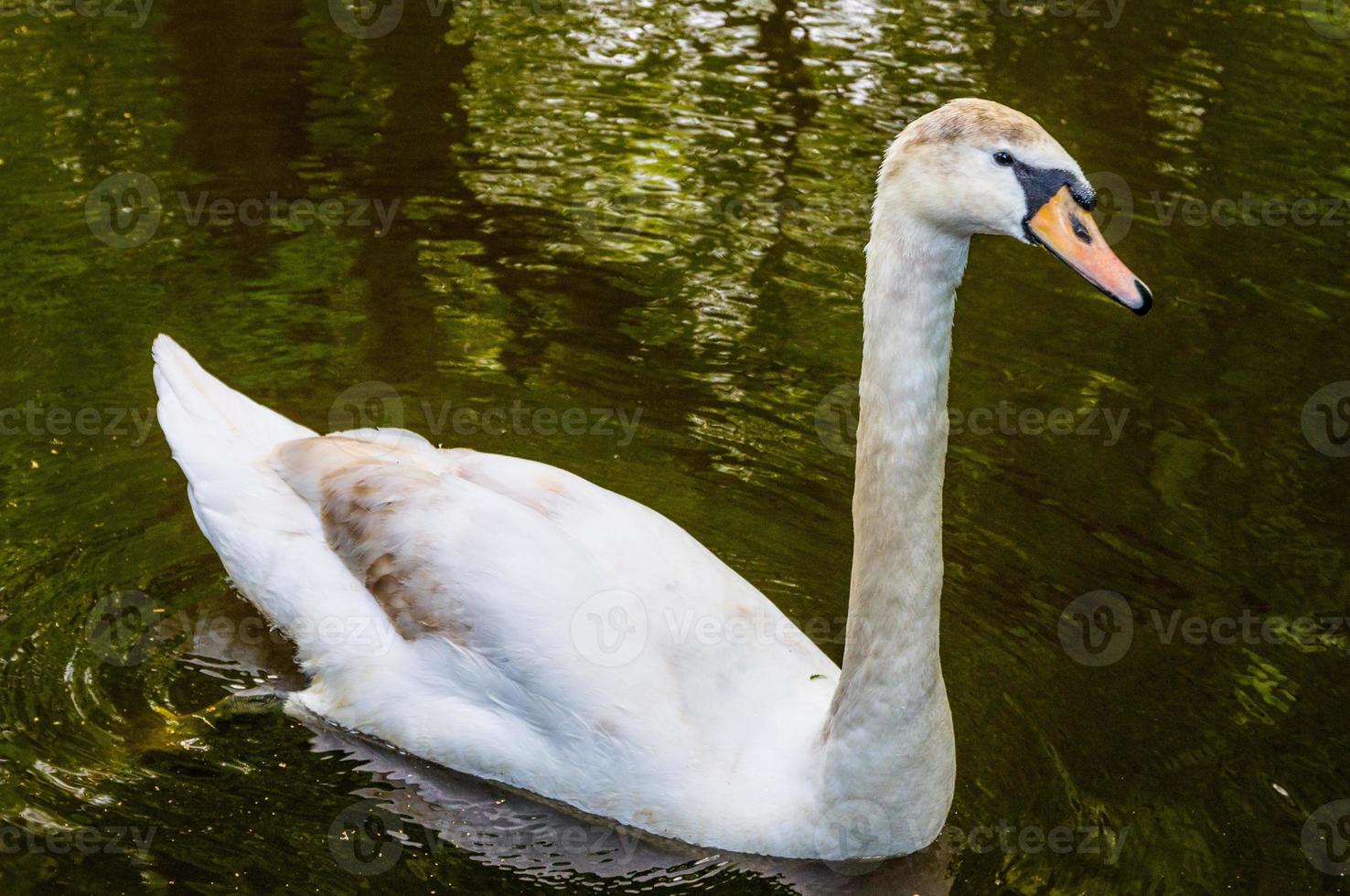 Swan on blue lake water in sunny day photo