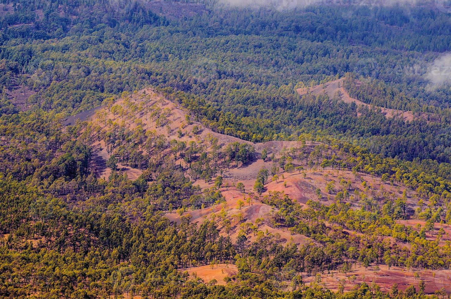 Pine forests, view from Teide Volcano in Tenerife, Spain photo