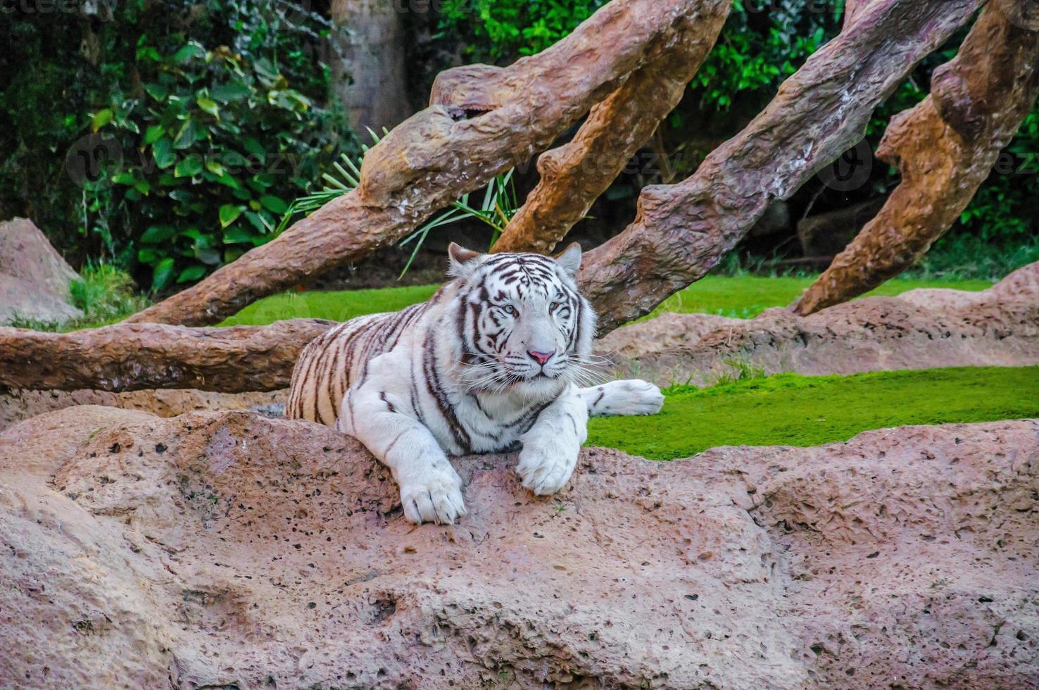 Bengal white tiger in Loro Parque, Tenerife, Canary Islands. photo