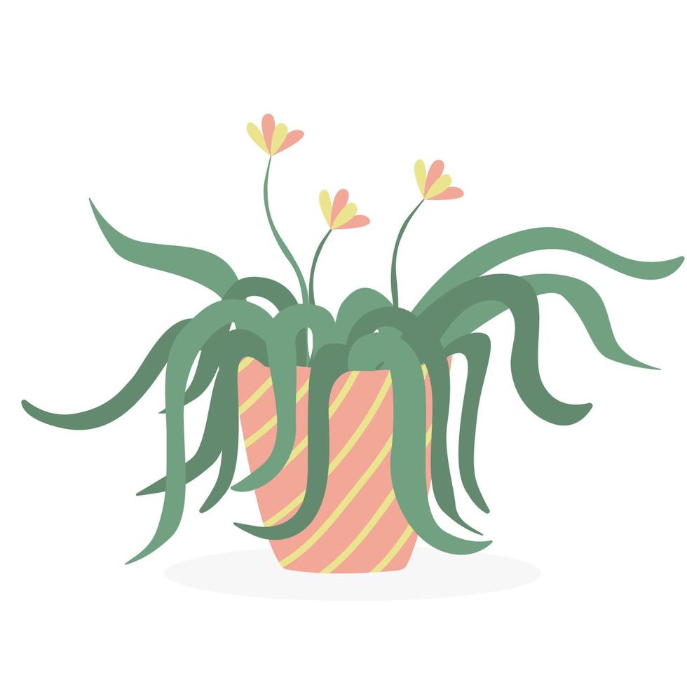 Spider plant in a flower pot. Vector hand drawn illustration of a house plant isolated on white background. Flat style.