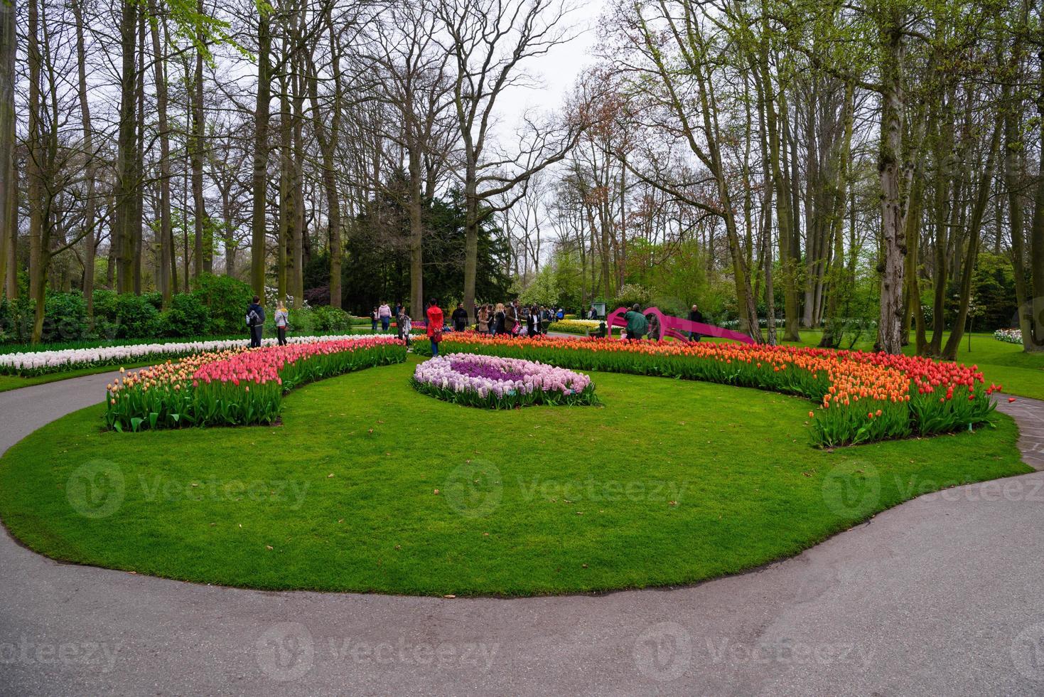 tulipanes en flor en el parque keukenhof, lisse, holanda, países bajos foto