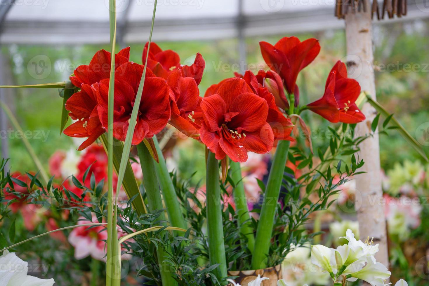 Amaryllis, belladonna lily in Keukenhof park, Lisse, Holland, Netherlands photo