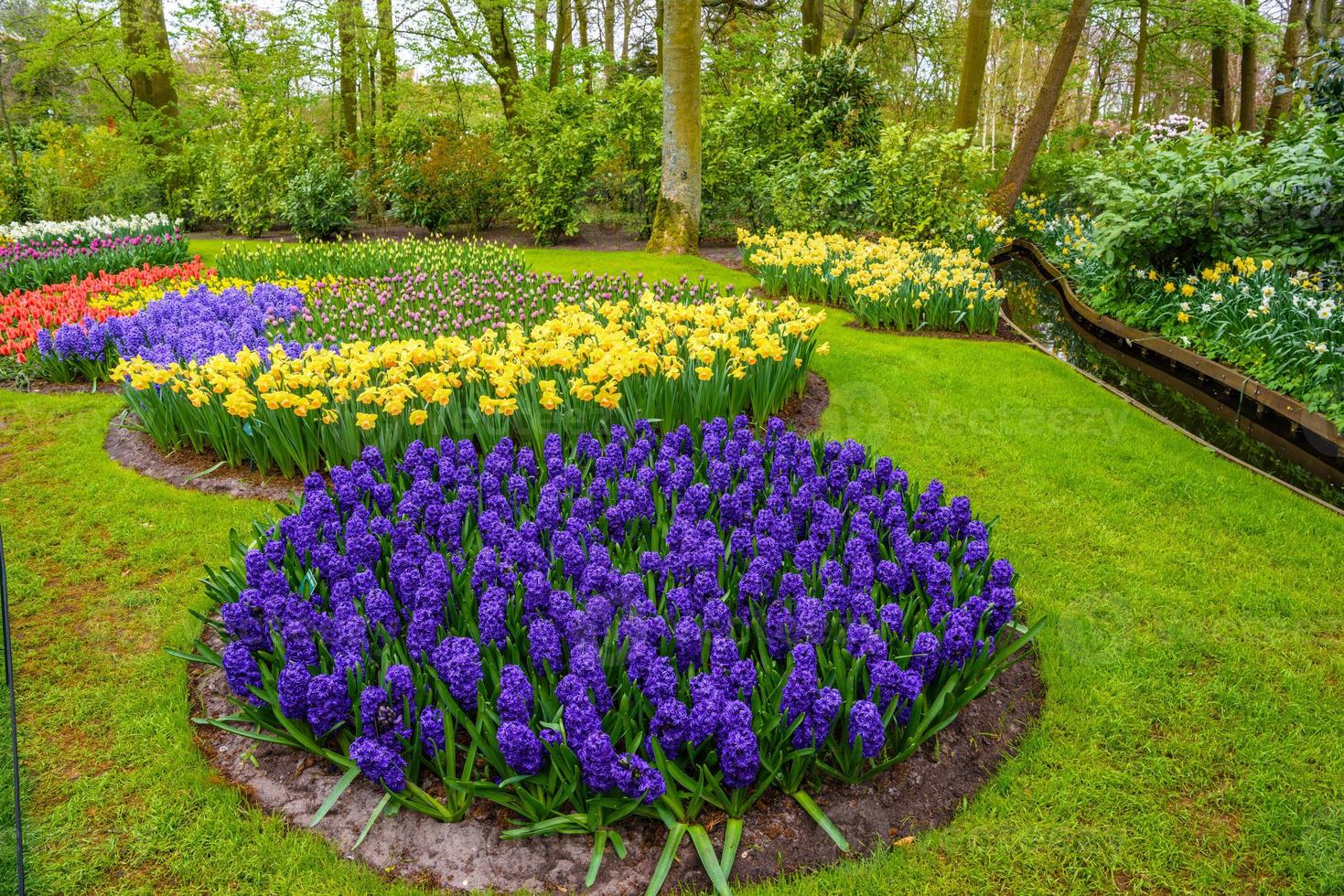 Fresh early spring pink, purple, white hyacinth bulbs. Flowerbed with hyacinths in Keukenhof park, Lisse, Holland, Netherlands photo