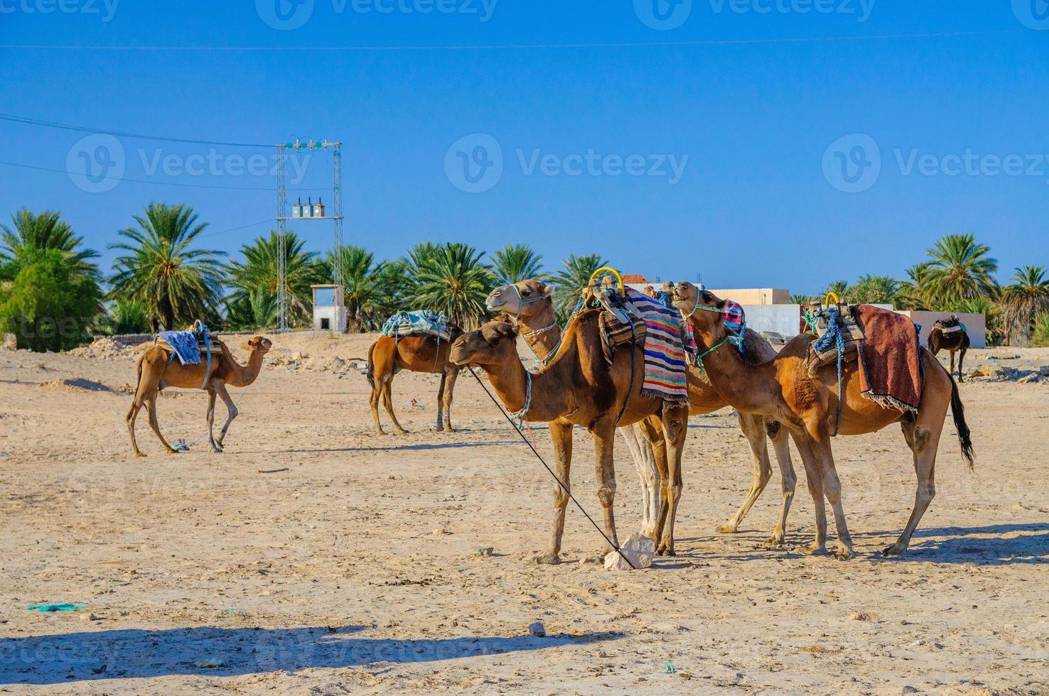 Dromedary Camels in sahara desert, Tunisia, Africa photo