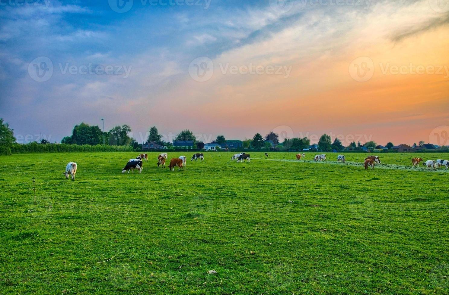 Herd of cows at summer green field near Liege, Belgium, Benelux, photo