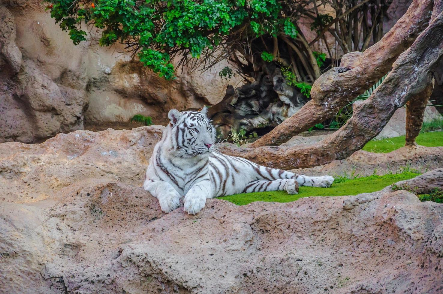 Bengal white tiger in Loro Parque, Tenerife, Canary Islands. photo