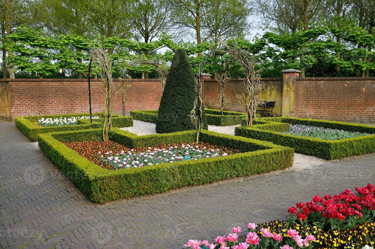 Garden with small bushes, white, orange and red tulips and brick walls in Keukenhof park in Holland photo