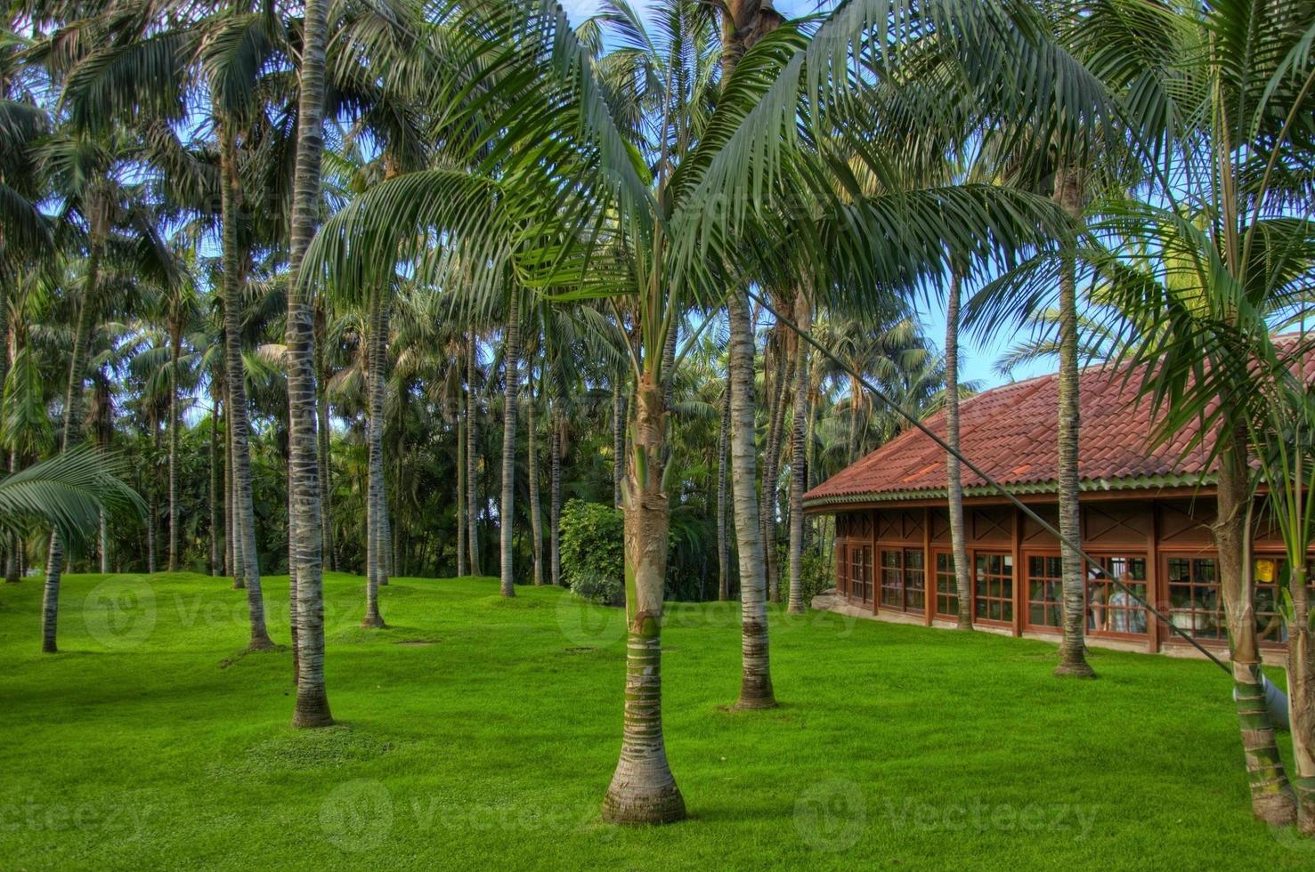 Palms near the building, Tenerife, Canarian Islands photo